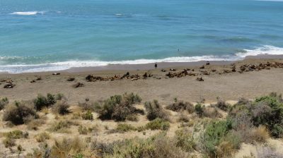 Patagonie — étape 2 : La Péninsule Valdès