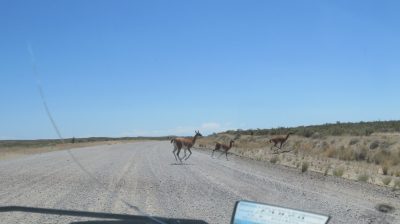 Patagonie — étape 2 : La Péninsule Valdès