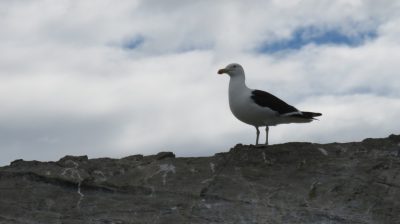 Patagonie — étape 3 : Ushuaia