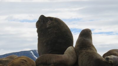 Patagonie — étape 3 : Ushuaia