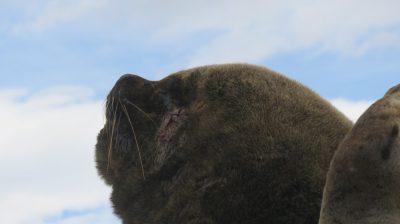 Patagonie — étape 3 : Ushuaia