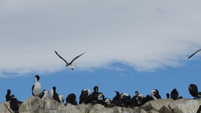 Patagonie — étape 3 : Ushuaia