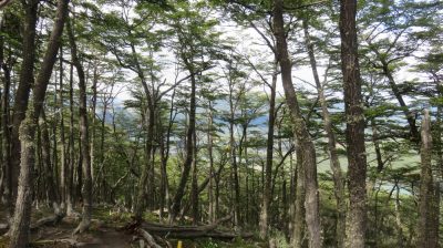 Patagonie — étape 4 : Tierra del Fuego