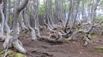 Patagonie — étape 4 : Tierra del Fuego