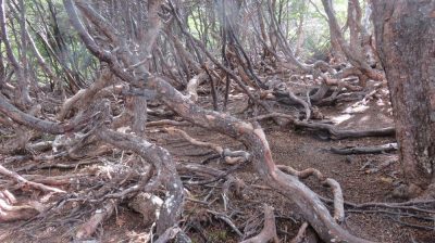 Patagonie — étape 4 : Tierra del Fuego