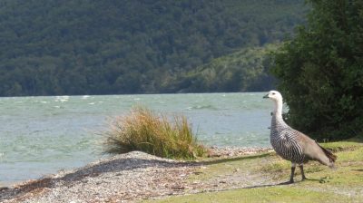 Patagonie — étape 4 : Tierra del Fuego
