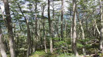 Patagonie — étape 4 : Tierra del Fuego