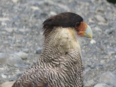 Patagonie – Étape 6 – Torres del Paine