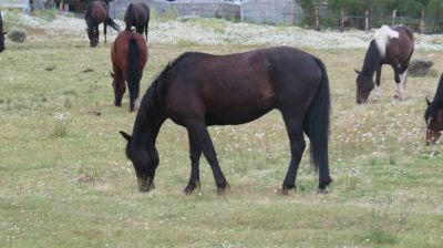 Patagonie — étape 6 : Torres del Paine