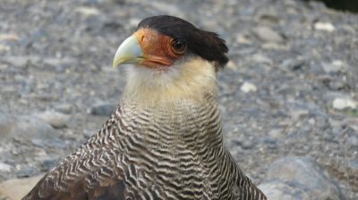 Patagonie — étape 6 : Torres del Paine