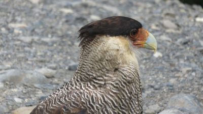 Patagonie — étape 6 : Torres del Paine
