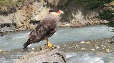 Patagonie — étape 6 : Torres del Paine