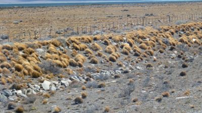 Patagonie — étape 9 : El Calafate - El Chalten