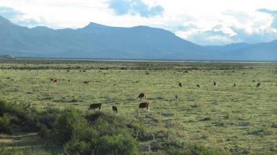 Patagonie — étape 9 : El Calafate - El Chalten