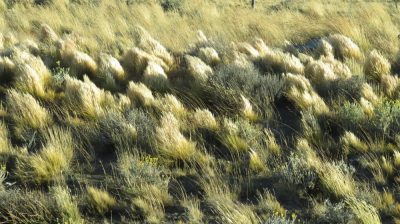 Patagonie — étape 9 : El Calafate - El Chalten