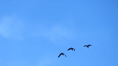 Patagonie — étape 9 : El Calafate - El Chalten