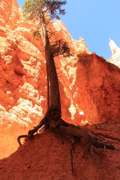 États-Unis — étape 9 : Parc national de Bryce Canyon