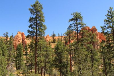États-Unis — étape 9 : Parc national de Bryce Canyon