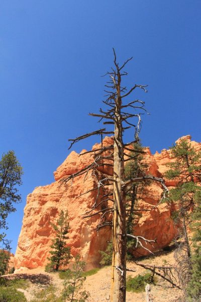 États-Unis — étape 9 : Parc national de Bryce Canyon