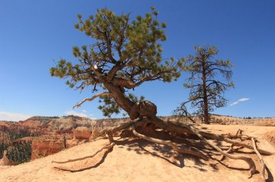 États-Unis — étape 9 : Parc national de Bryce Canyon