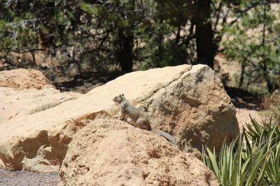 États-Unis — étape 6 : Parc National du Grand Canyon