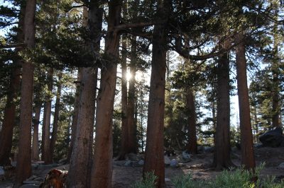 États-Unis — étape 2 : Yosemite National Park