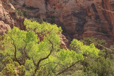 États-Unis — étape 8 : Parc national de Zion