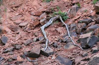 États-Unis — étape 8 : Parc national de Zion