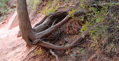 États-Unis — étape 8 : Parc national de Zion