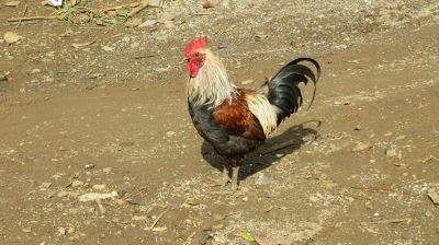 Vietnam du Nord au Sud — étape 3 : Ha Giang