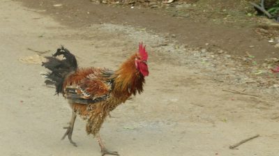 Vietnam du Nord au Sud — étape 3 : Ha Giang