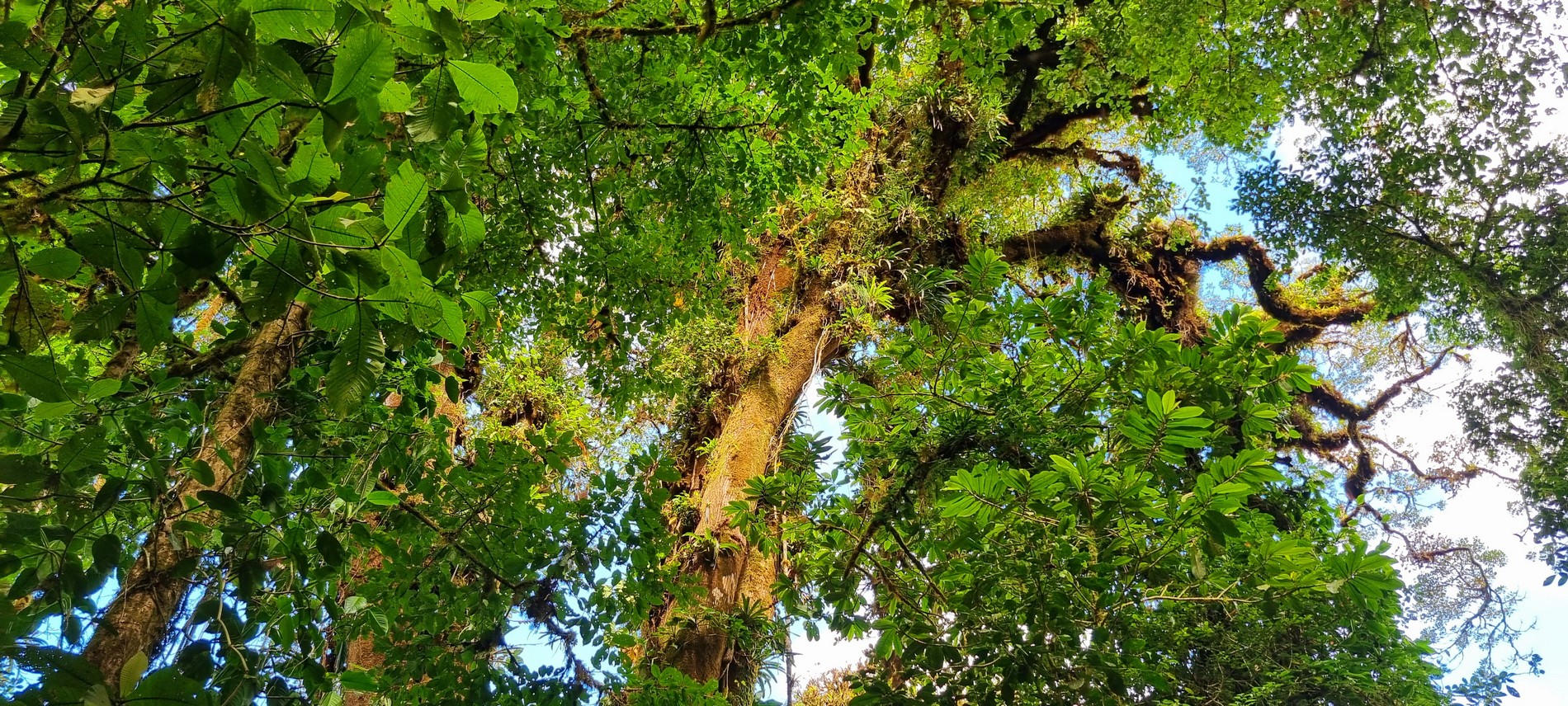 Monteverde