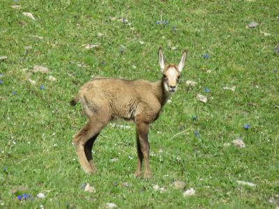Alpes Gr 5 Sud - Modane Menton