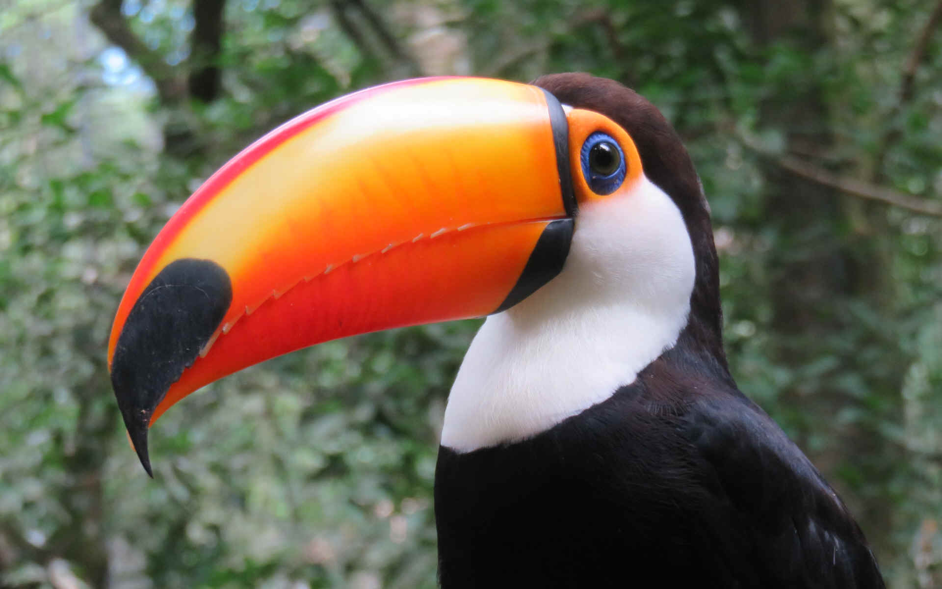 Parque das Aves