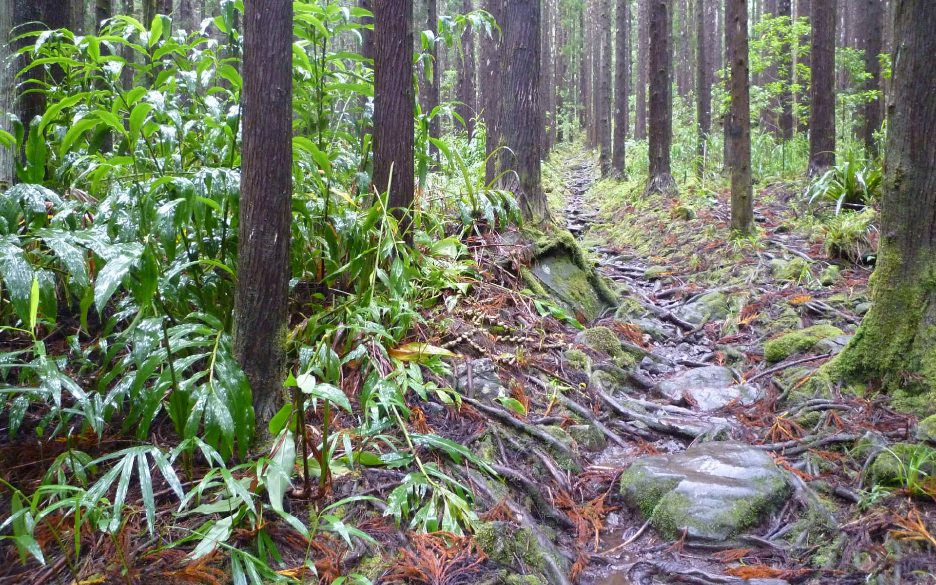 Île de la Réunion — étape 8 : Piton des Neiges - Hell Bourg