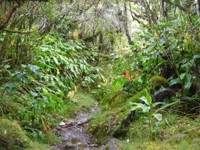 Île de la Réunion — étape 8 : Piton des Neiges - Hell Bourg