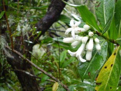 Île de la Réunion — étape 8 : Piton des Neiges - Hell Bourg