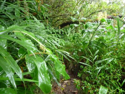 Île de la Réunion — étape 8 : Piton des Neiges - Hell Bourg