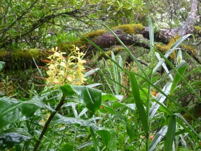 Île de la Réunion — étape 8 : Piton des Neiges - Hell Bourg