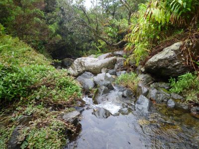 Île de la Réunion — étape 8 : Piton des Neiges - Hell Bourg