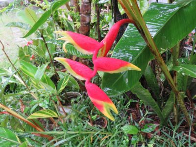 Île de la Réunion — étape 8 : Piton des Neiges - Hell Bourg