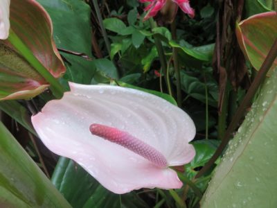 Île de la Réunion — étape 8 : Piton des Neiges - Hell Bourg