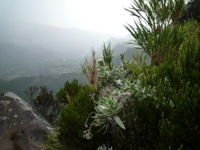 Île de la Réunion — étape 8 : Piton des Neiges - Hell Bourg