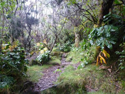 Île de la Réunion — étape 8 : Piton des Neiges - Hell Bourg