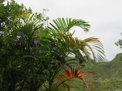 Île de la Réunion — étape 9 : Hell Bourg - Grand Ilet