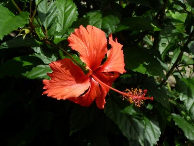 Île de la Réunion — étape 9 : Hell Bourg - Grand Ilet