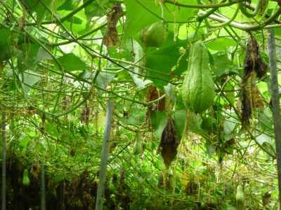 Île de la Réunion — étape 9 : Hell Bourg - Grand Ilet