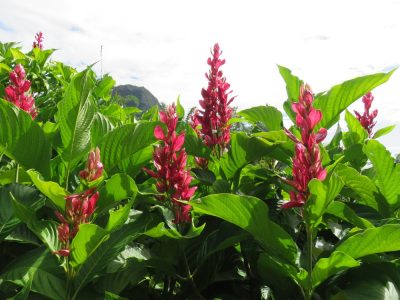Île de la Réunion — étape 9 : Hell Bourg - Grand Ilet